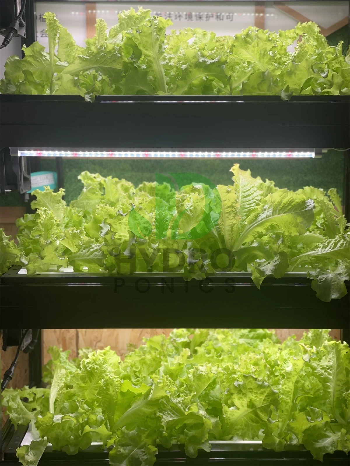Intelligentes Indoor-LED-Aquap – Aquaponics Home Kit Bewertung und Preis