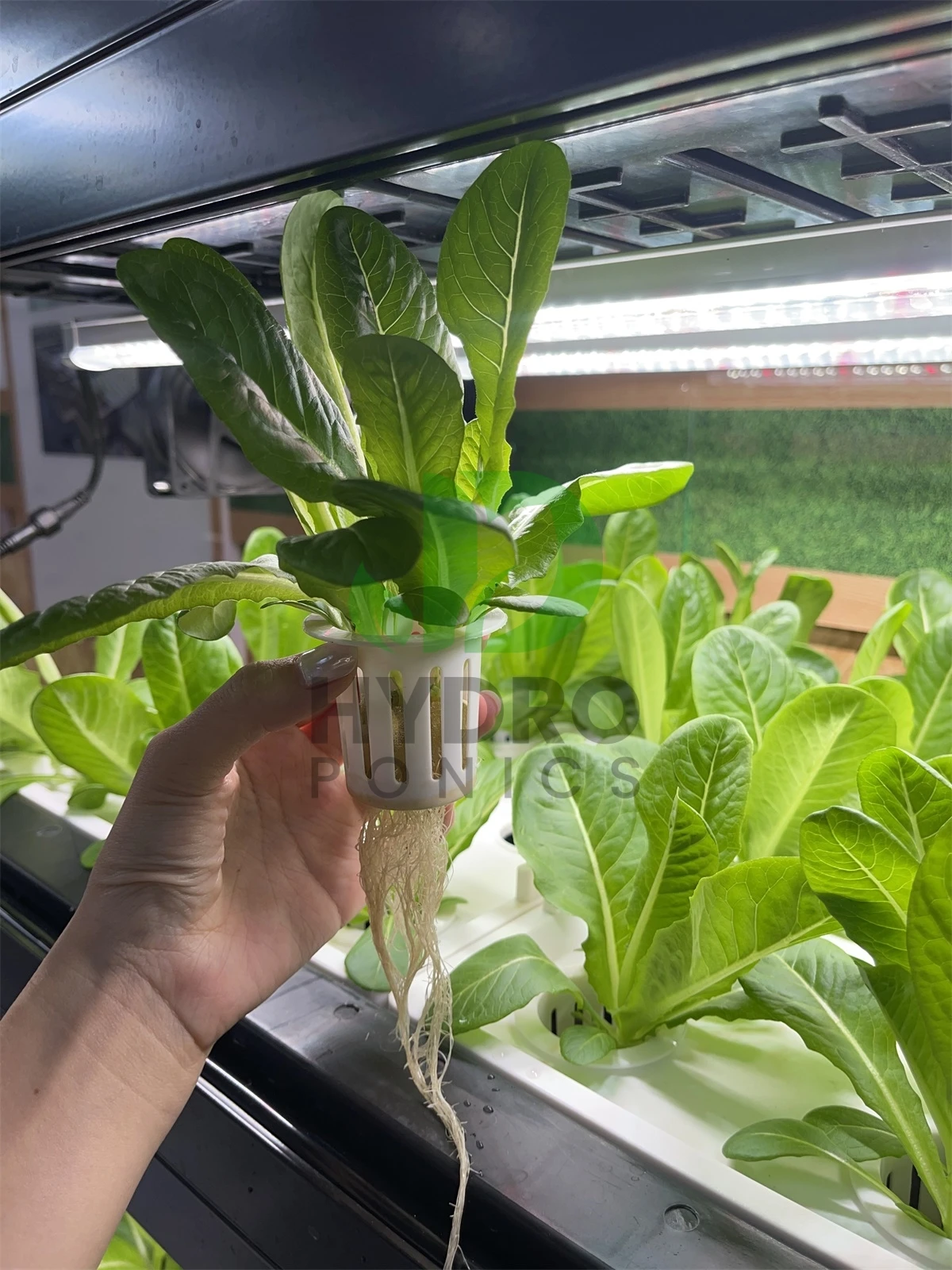 Intelligentes Indoor-LED-Aquap – Aquaponics Home Kit Bewertung und Preis